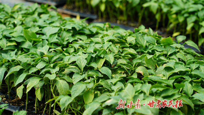 1750416243988989.jpg 1750406842613097490.jpg