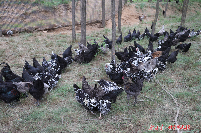 圖為木林鄉(xiāng)東陽寨村生態(tài)養(yǎng)殖基地的五黑雞