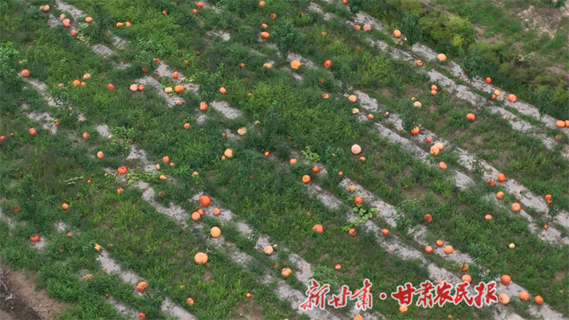 1762818704861396.jpg 1762506450939070629.jpg