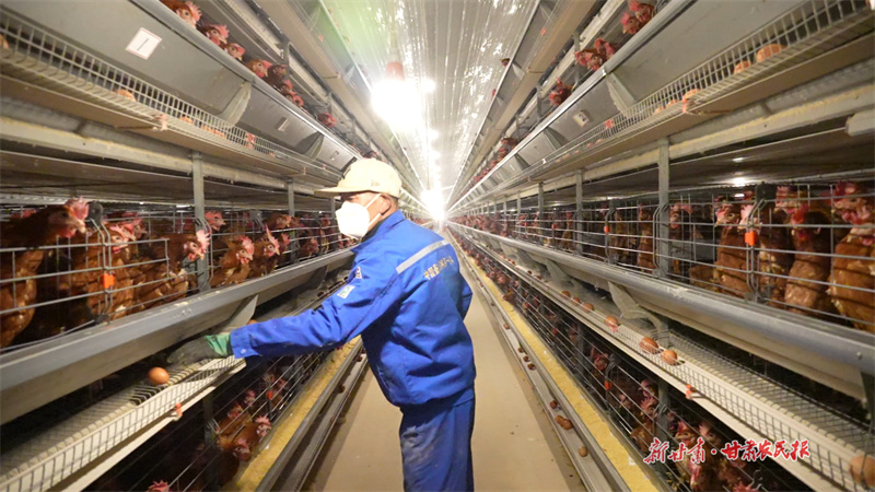 技術負責人檢查雞舍