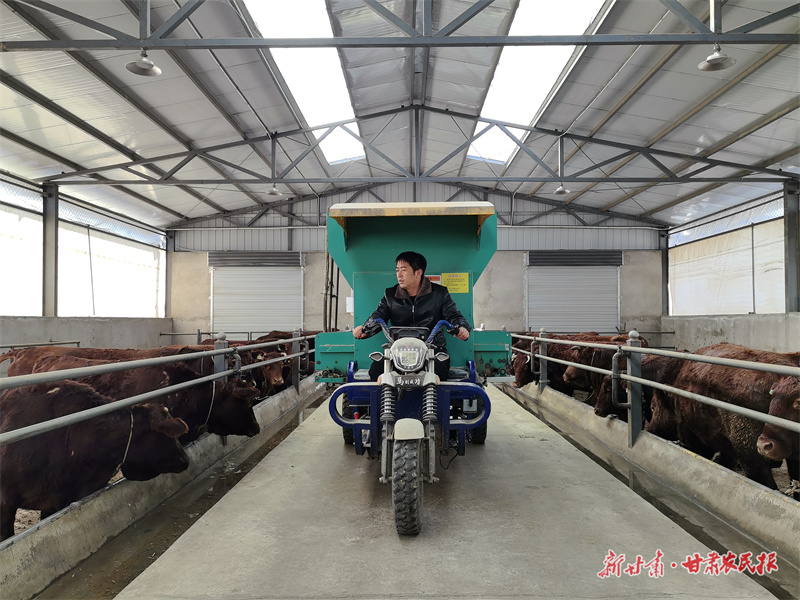 圖為吳春剛正在紅牛養(yǎng)殖基地投喂飼料