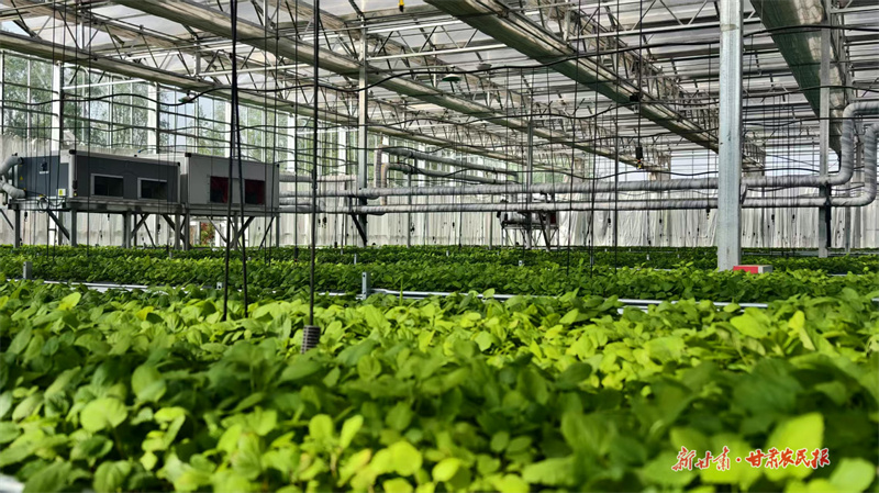 具備高產、抗病毒、抗旱抗寒、抗重茬能力強的“莊浪丹參”品種。 董春輝 攝