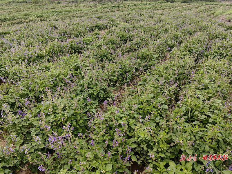 莊浪縣岳堡鎮丹參種植基地。 董春輝 攝