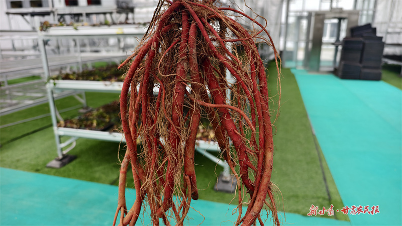 莊浪丹參有效成分含量超過國家藥典標準的兩倍以上。 董春輝 攝