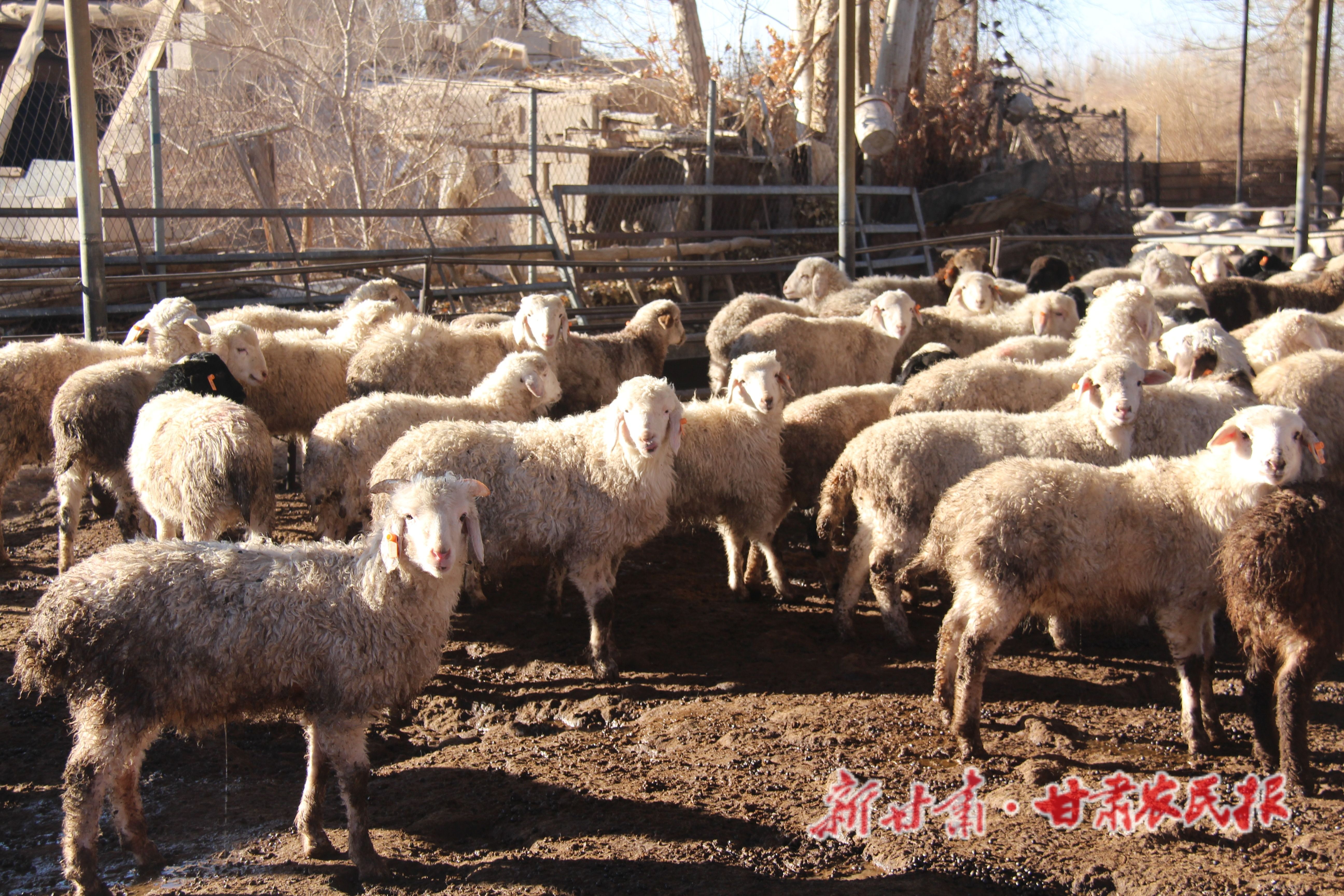 張寶玉的育肥羊_(2)