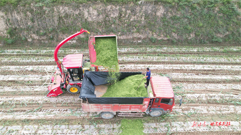 靜寧：玉米秸稈青貯奏響秋收序曲