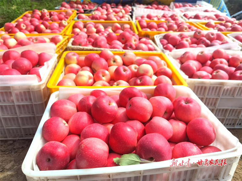 靜寧：金果飄香迎豐收