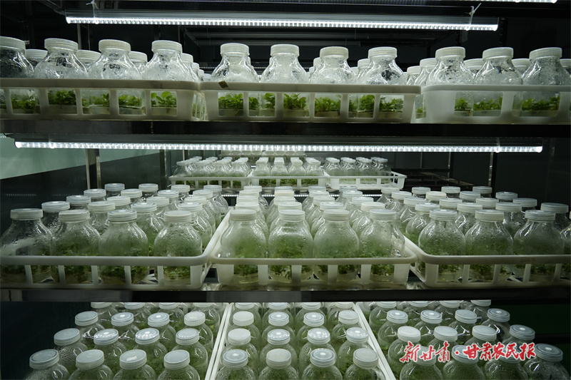 ?靜寧：建成年產200萬株優質脫毒蘋果苗木快繁組培中心