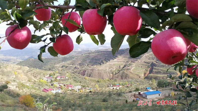 靜寧：蘋果翹枝頭 又是一年好&ldquo;豐&rdquo;景