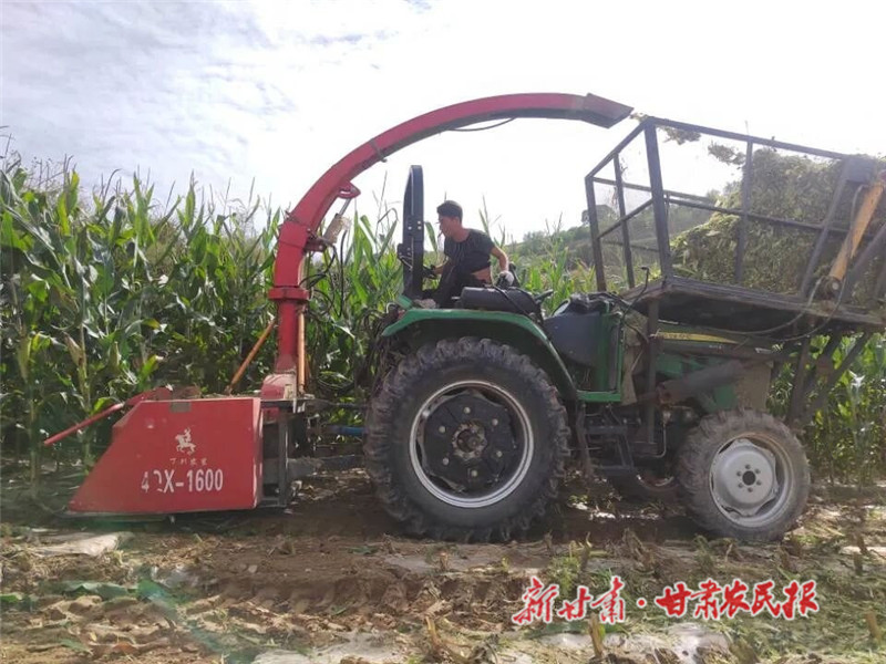 靜寧：搶抓時機全面推進飼草玉米青貯工作