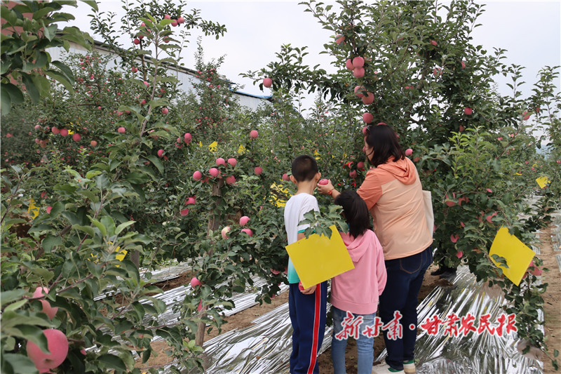 靜寧治平鎮(zhèn)：靚園賽果慶豐收