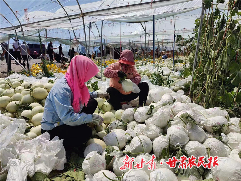 肅州區(qū)：沙漠蜜瓜&ldquo;錢景&rdquo;喜人