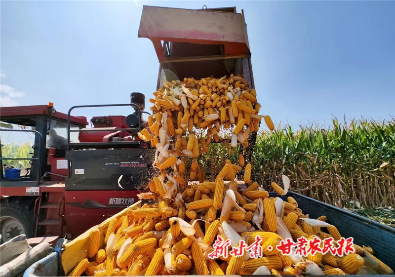 肅州區(qū)：玉米豐收&ldquo;滿地金&rdquo;