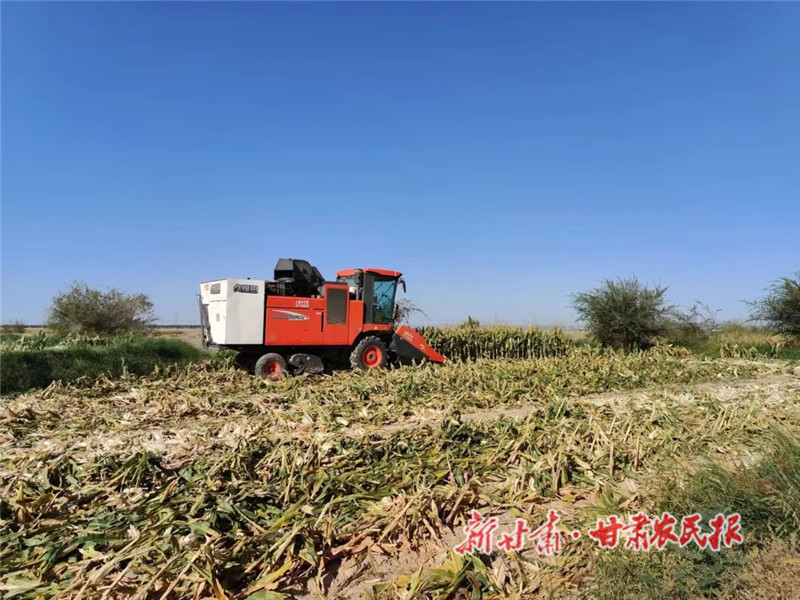 肅州：金秋最美是豐收