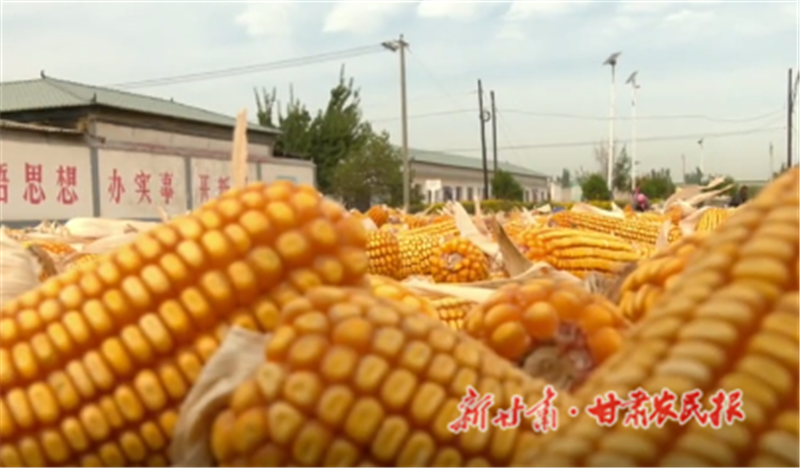 肅州區(qū)：制種玉米喜豐收 田間地頭收獲忙