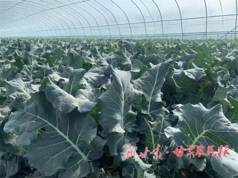 肅州區(qū)：產(chǎn)業(yè)發(fā)展 富民增收