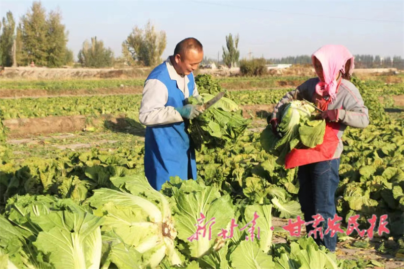 肅州：白菜喜獲豐收
