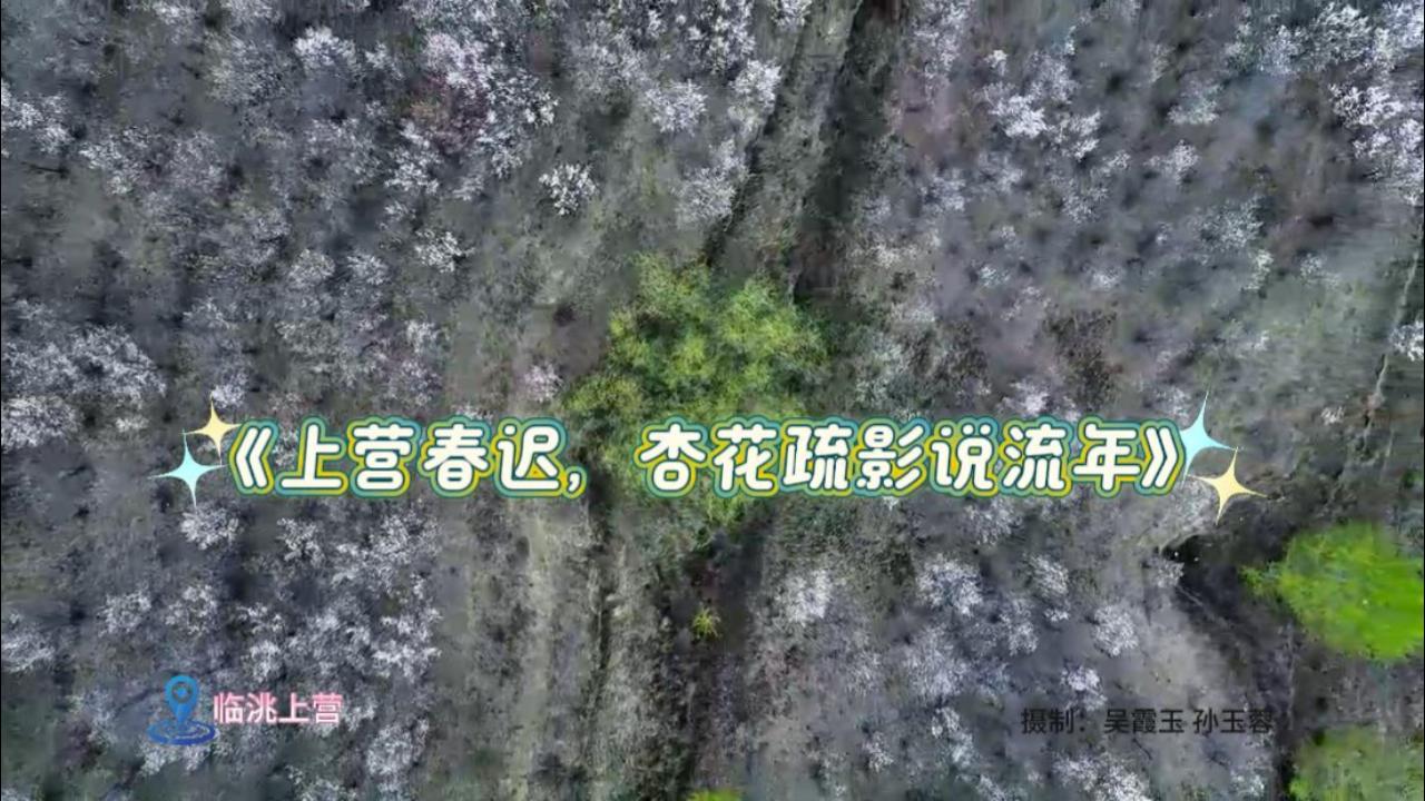【短視頻】上營春遲，杏花疏影說流年