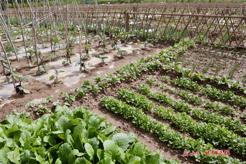 崆峒：科學套種促增收