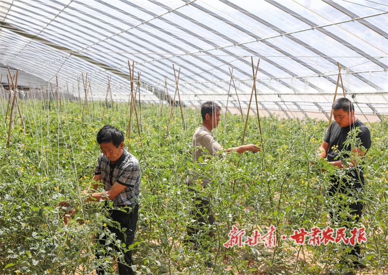 秦安縣：科技育苗結碩果 產業振興譜新篇