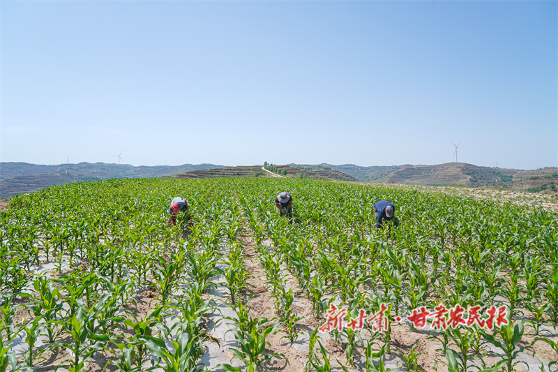 秦安縣：種養一體化開啟循環農業新征程