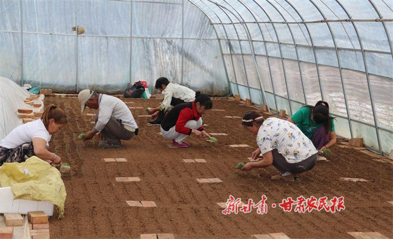 秦安縣：小薯種孕育大產業