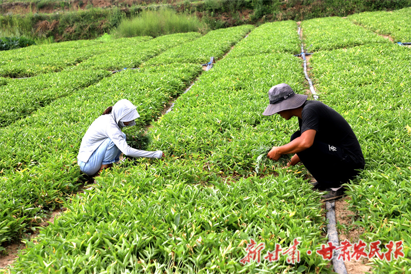 清水縣：半夏種植孕育增收新希望