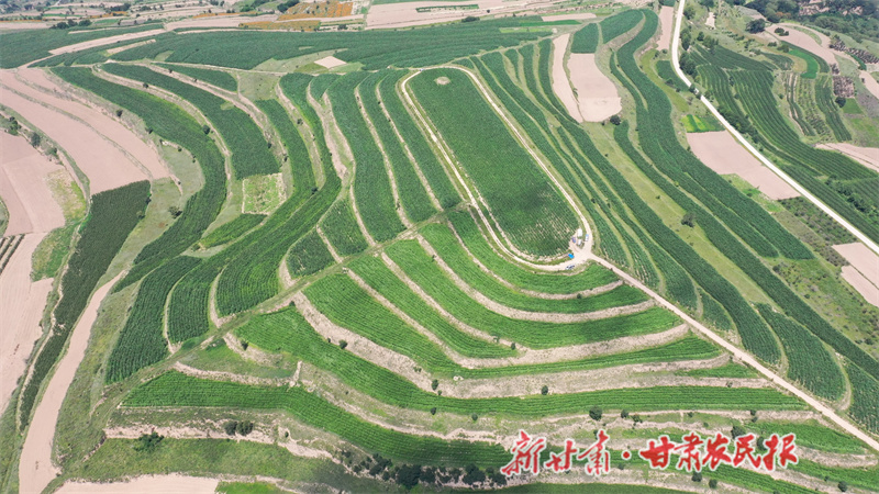 清水縣：農民合作社發展壯大 農民增收路子更寬