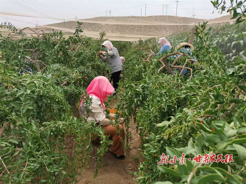 平川區：積極探索村集體經濟發展新路子