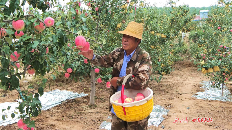 莊浪：早熟蘋果搶鮮上市