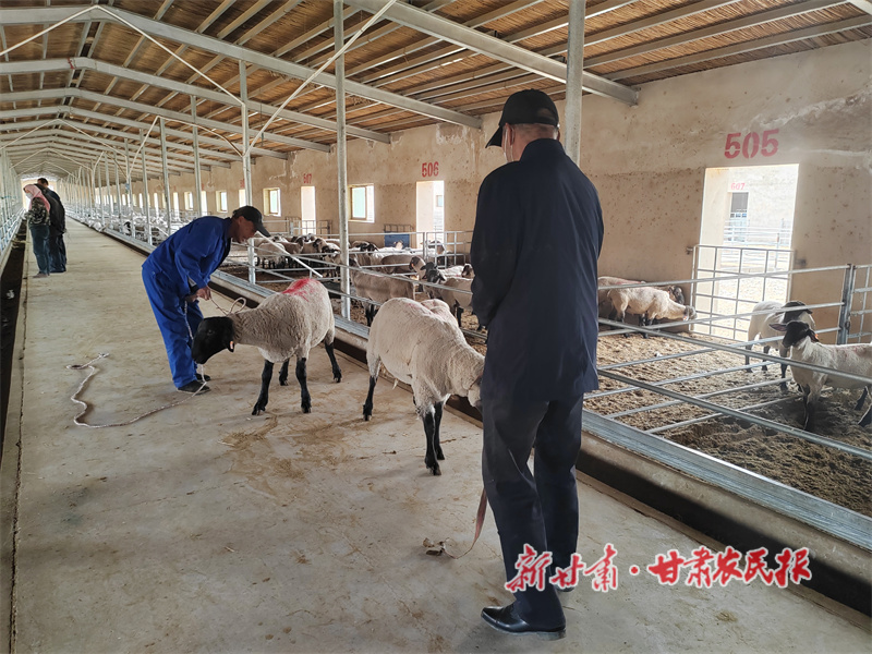 瓜州縣：精準發力，激活鄉村振興新動能