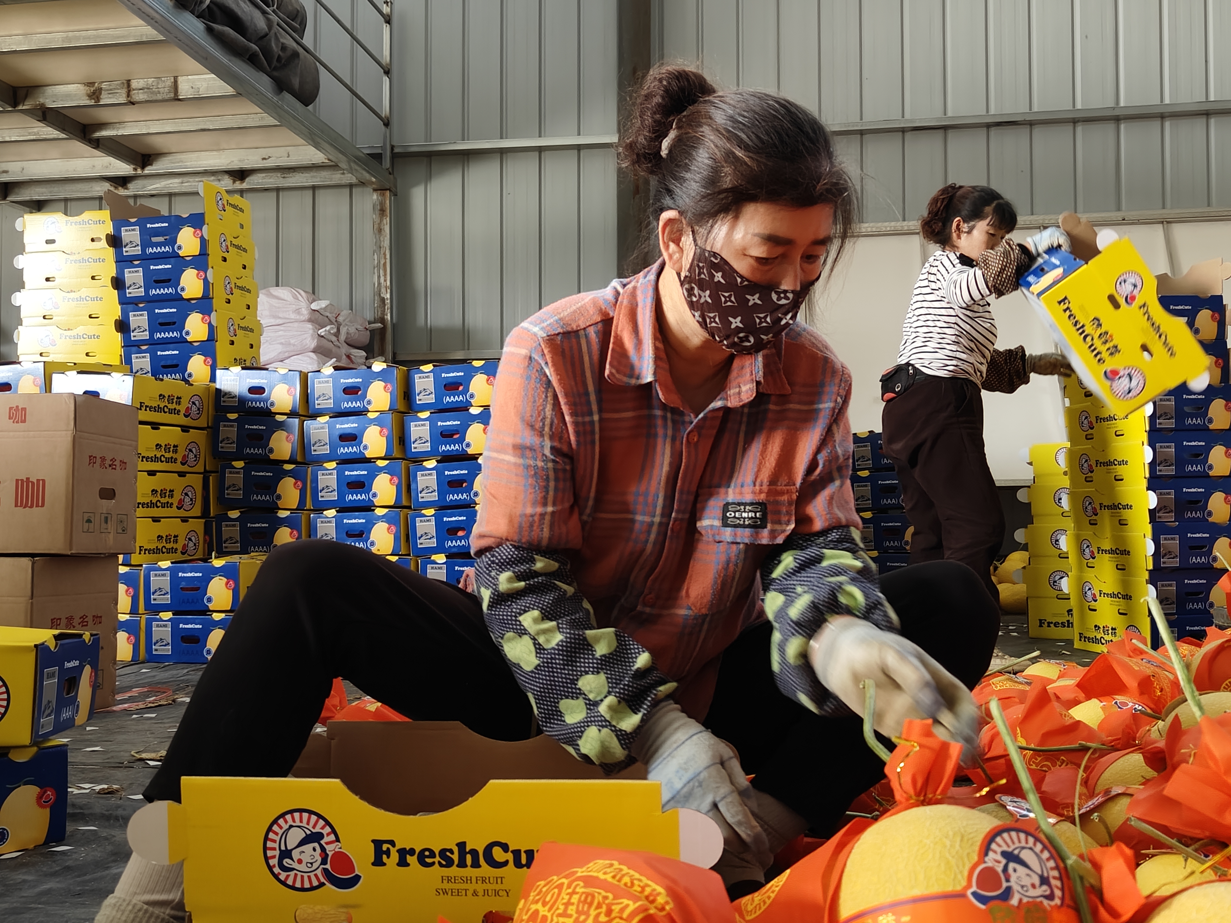 戈壁灘上長(zhǎng)出&ldquo;黃金瓜&rdquo;