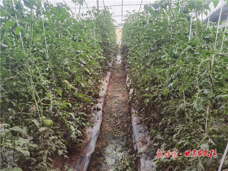 數(shù)字科技&ldquo;種&rdquo;出農(nóng)業(yè)新圖景