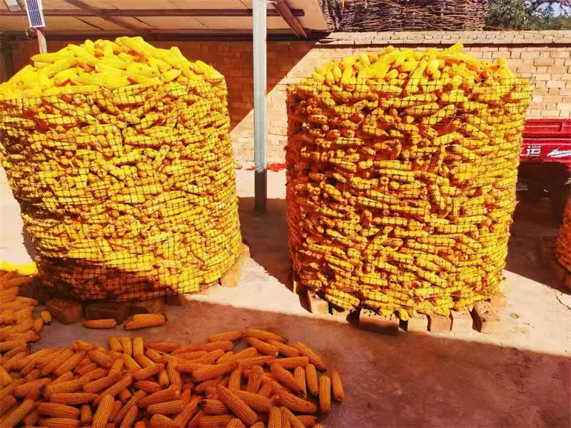 華亭：玉米鋪就豐收路 田間地頭&ldquo;金&rdquo;滿倉(cāng)