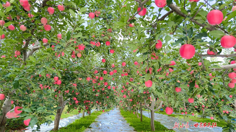 2025中國蘋果產銷峰會將于10月16日在平涼開幕