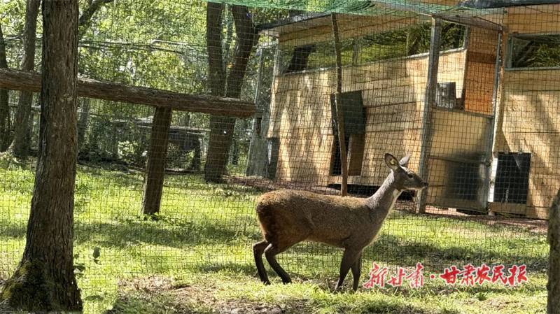 華亭：林麝喜迎新&ldquo;家&rdquo;，&ldquo;生態(tài)優(yōu)勢(shì)&rdquo;變&ldquo;致富名片&rdquo;