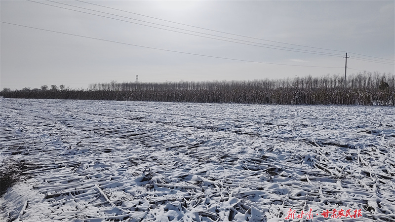 冷空氣來襲！河西氣溫驟降8℃以上，今明大風持續需加強防范