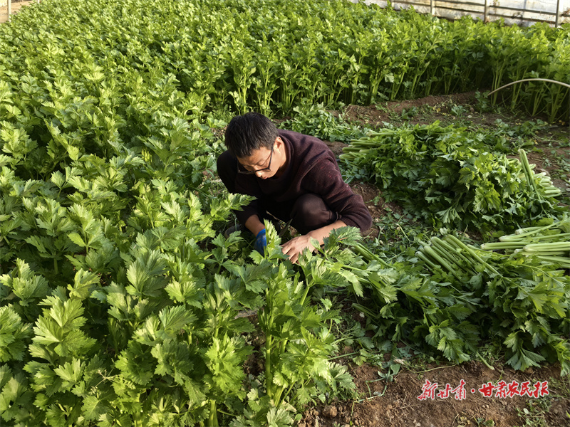 津甘協作送&ldquo;金種&rdquo; 靈臺菜農增收忙 