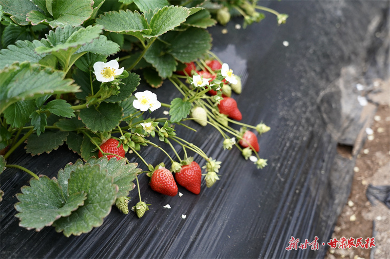 筑巢引鳳 梯田之鄉結&ldquo;碩果&rdquo;&mdash;&mdash;莊浪縣招商引資助推鄉村振興觀察