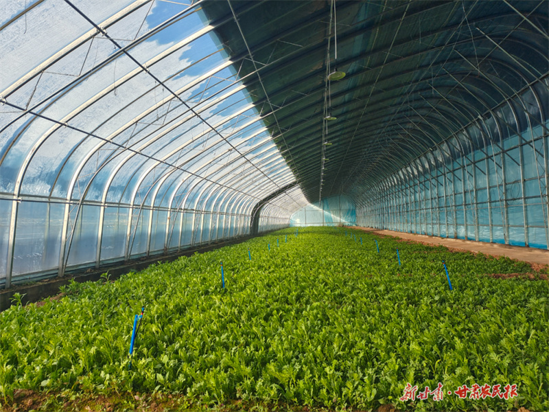 華亭：大棚&ldquo;四季生金&rdquo; 村社農戶&ldquo;雙向共贏&rdquo;