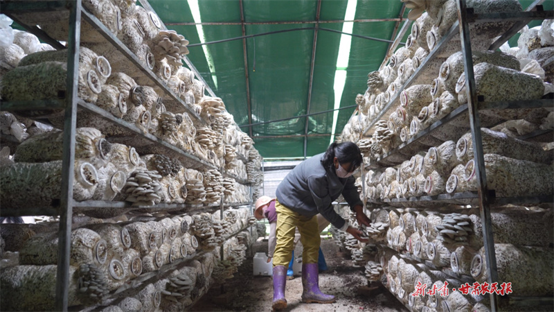 靜寧：小菌菇撐起&ldquo;致富傘&rdquo;