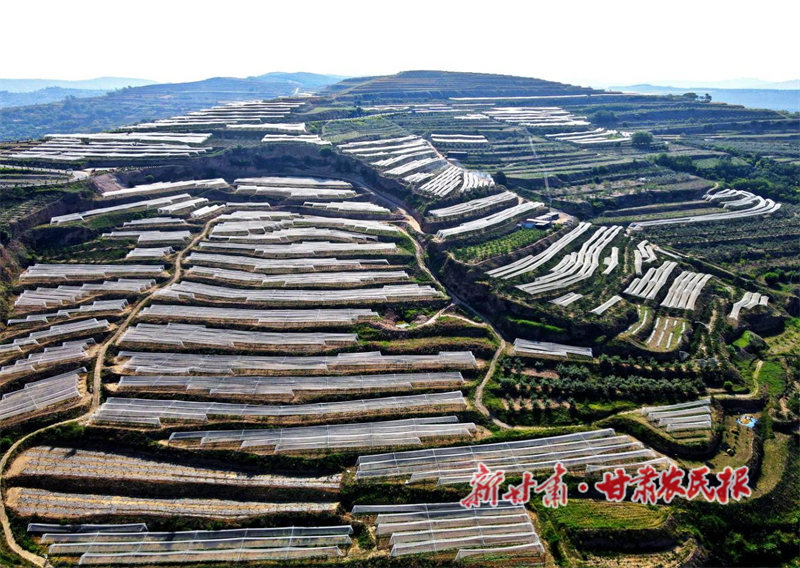 清水縣：防雹網為蘋果產業&ldquo;保駕護航&rdquo;