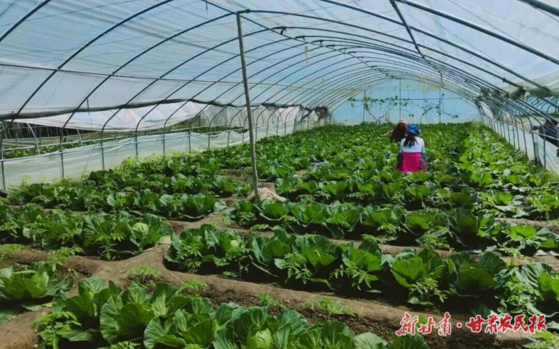 康縣大堡鎮：建好聚寶&ldquo;棚&rdquo; &ldquo;蔬&rdquo;寫致富路