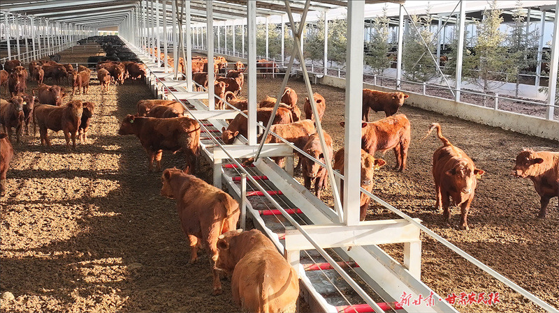 靜寧：&ldquo;牛經濟&rdquo;蹚出富民興村新路子