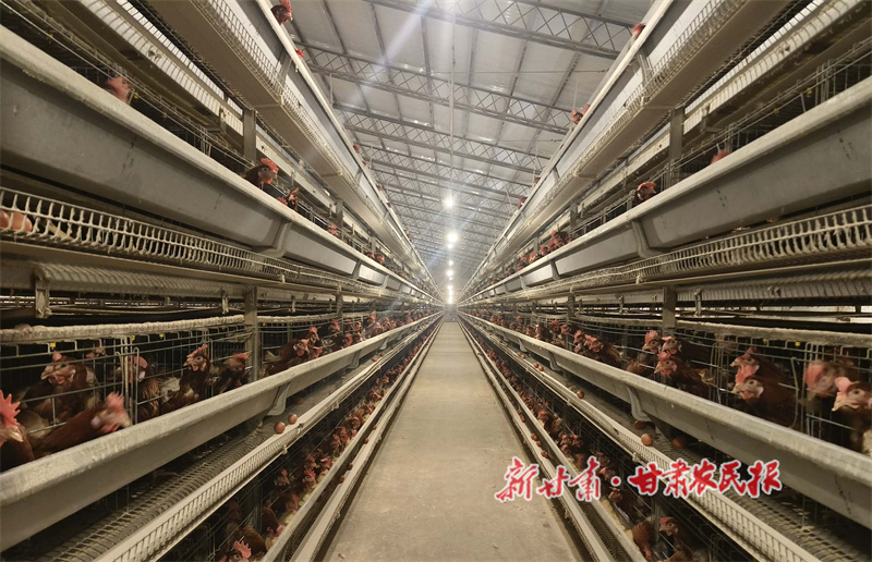 向科技要效益：秦州規模化&ldquo;智養&rdquo;引領產業轉型