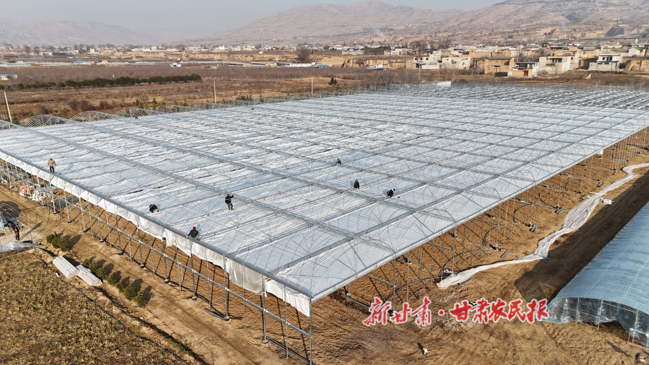 甘谷縣：40畝集約化育苗基地加速建設 夯實辣椒產業&ldquo;第一粒種子&rdquo;