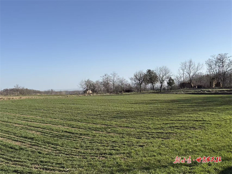 涇川：寒冬&ldquo;護苗&rdquo;正當(dāng)時 技術(shù)送田保糧安