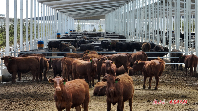 【圖片新聞】靜寧：肉牛產(chǎn)品加工趕訂單