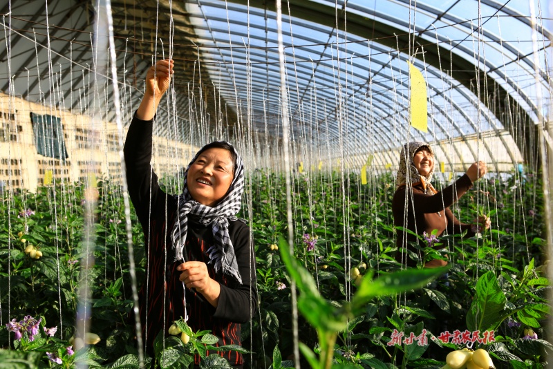 日光溫室里的人參果、草莓搶&ldquo;鮮&rdquo;成熟