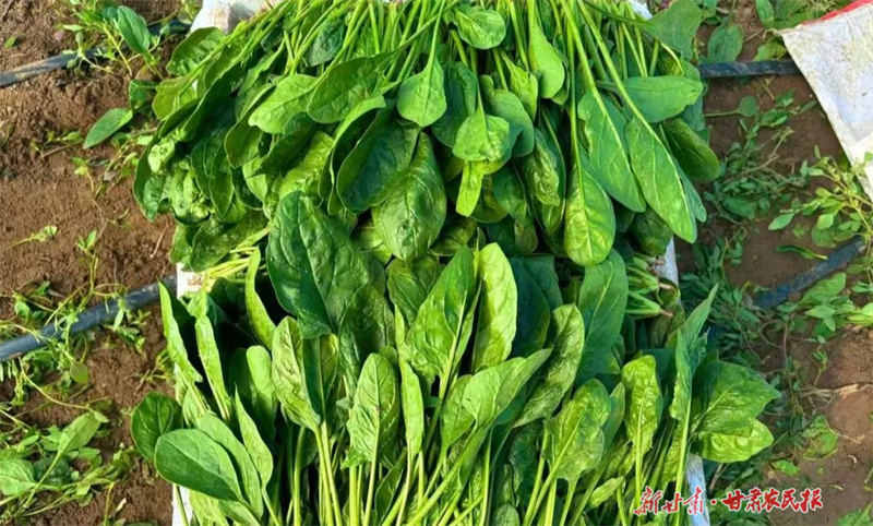 華亭：冬寒棚不寒 菜綠民更富